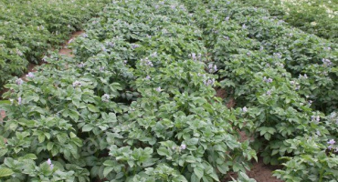 Brambory black prince: podrobné charakteristiky odrůdy